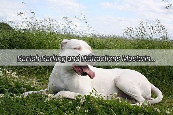 Banish Barking and Distractions Mastering the Art of DogProofing Your Life